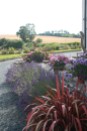 English lavender plants in July