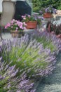 English lavender in July