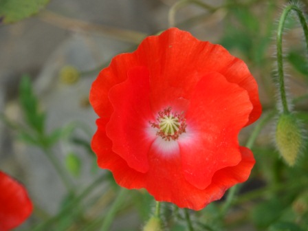 Late blooming poppy.