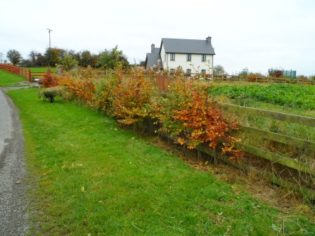 Weeding along the fence of beech hedging.