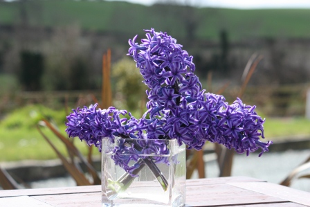 Hyacinth after being knocked down by harsh winds.