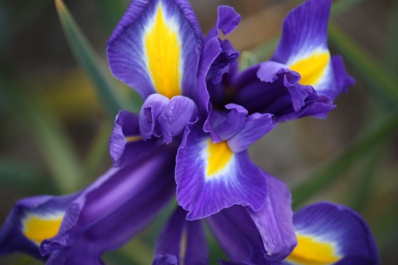 Dutch Iris Blue Magic.