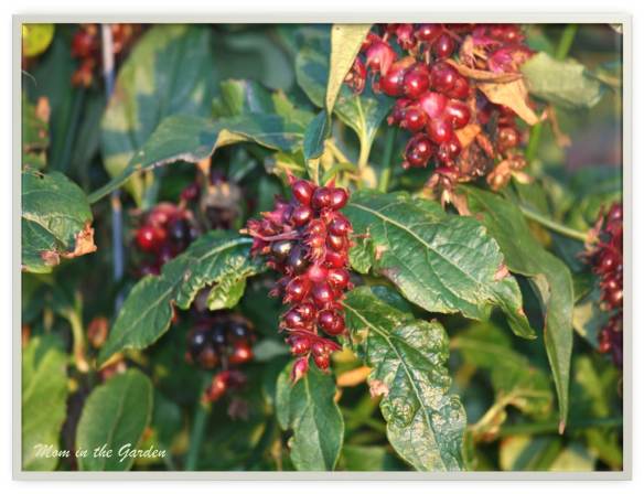 Berries late in season of Leycesteria formosa