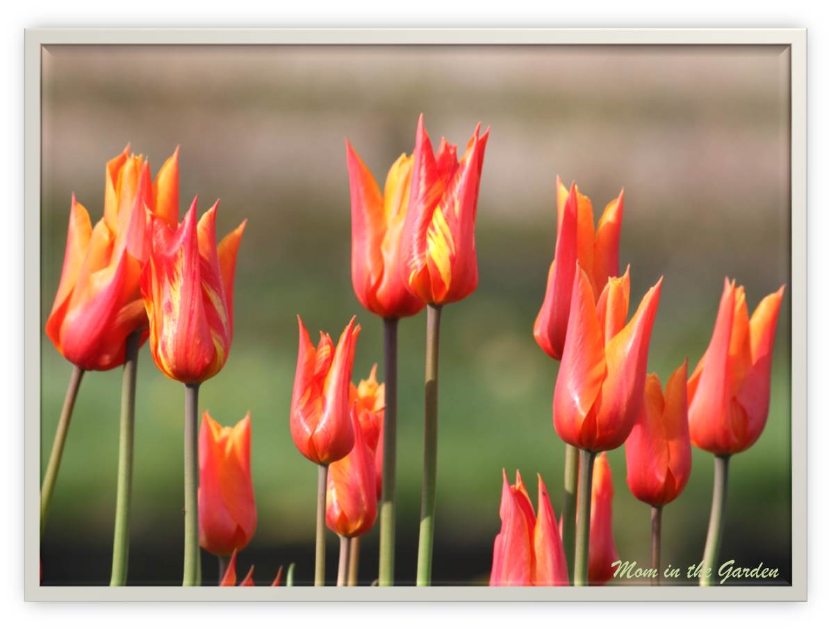 Ballerina Tulips