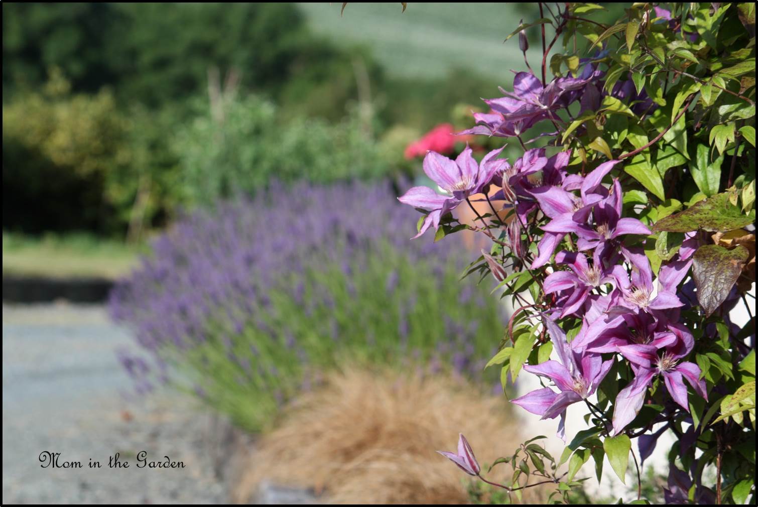 Clematis Bagatelle 'Dorothy Walton' and lavender