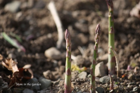 Asparagus growing straight up