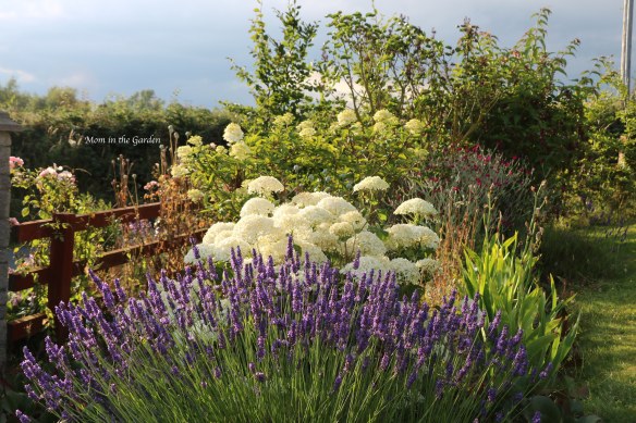 Lavender, Hydrangea Incrediball in evening sunlight
