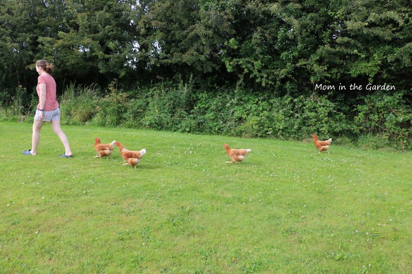 Chickens following Emer