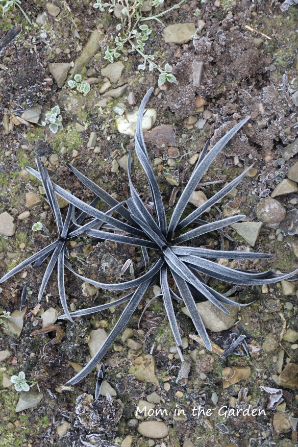 Black spider plants