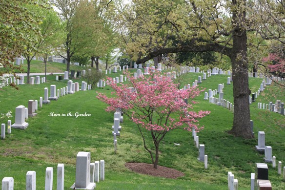 Arlington National Cemetery pink dogwood