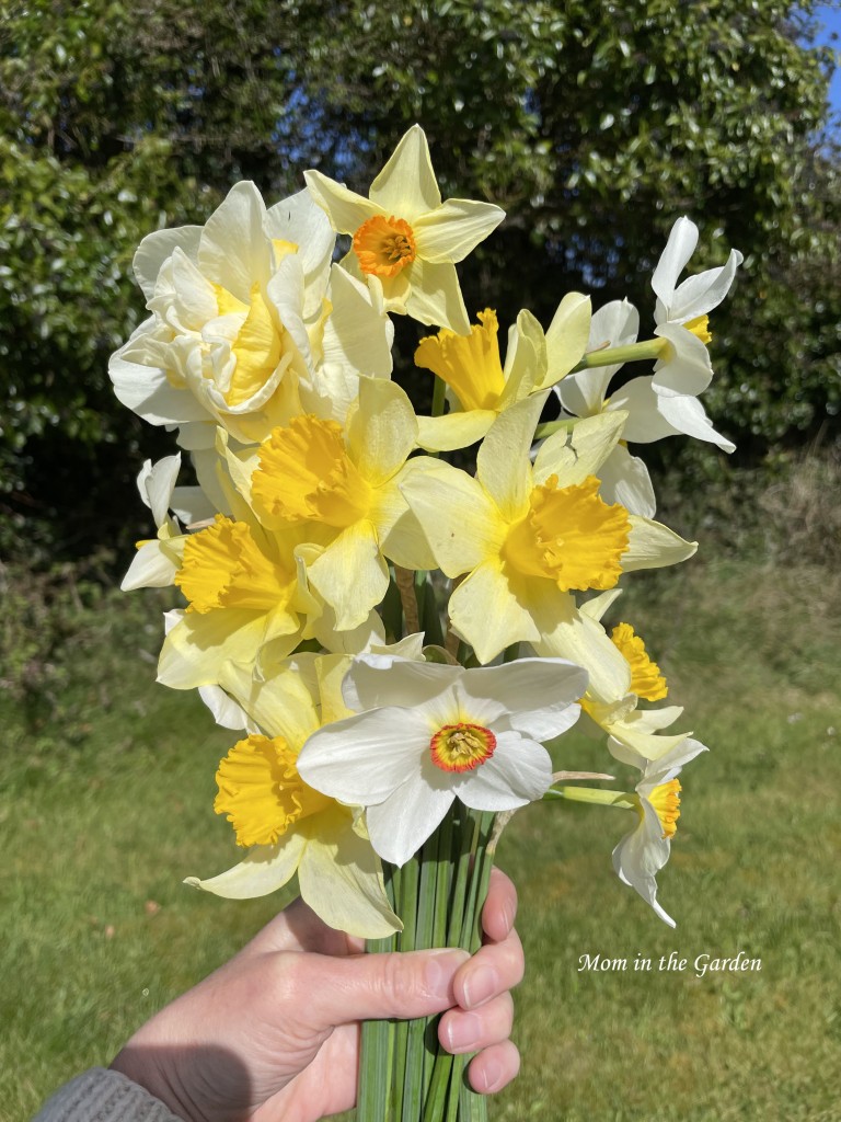 hand held bouquet of mixed varieties of daffodils
