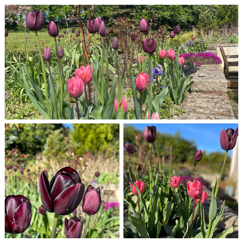 Queen of the Night and Pretty Princess tulips in the rose bed