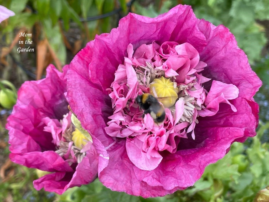 Pink colored poppy with bee