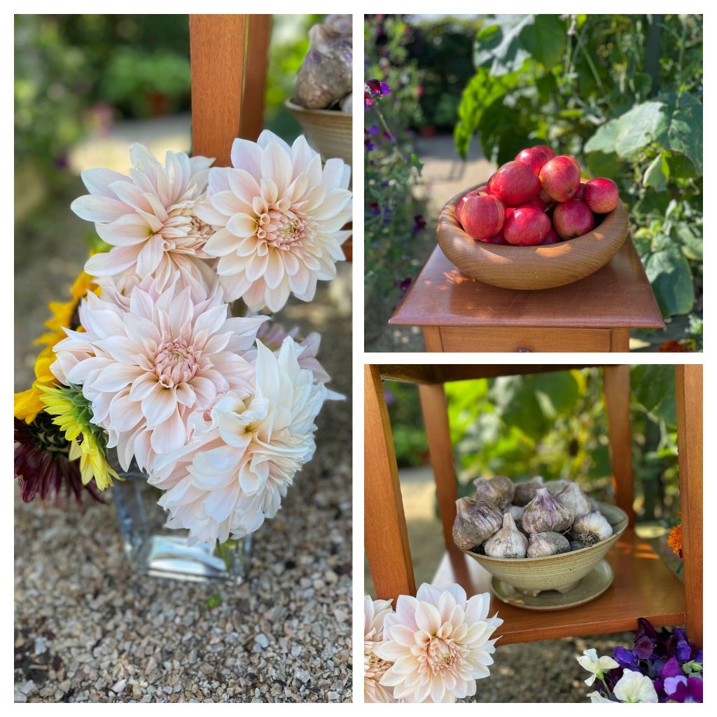 collage of dahlia flowers, red apples and garlic
