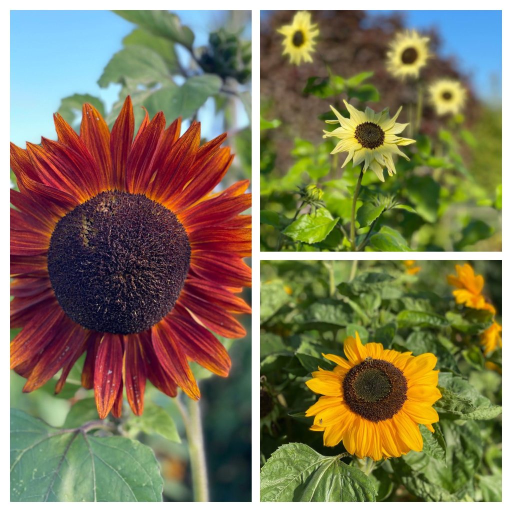 collection of sunflowers (Claret being the biggest)