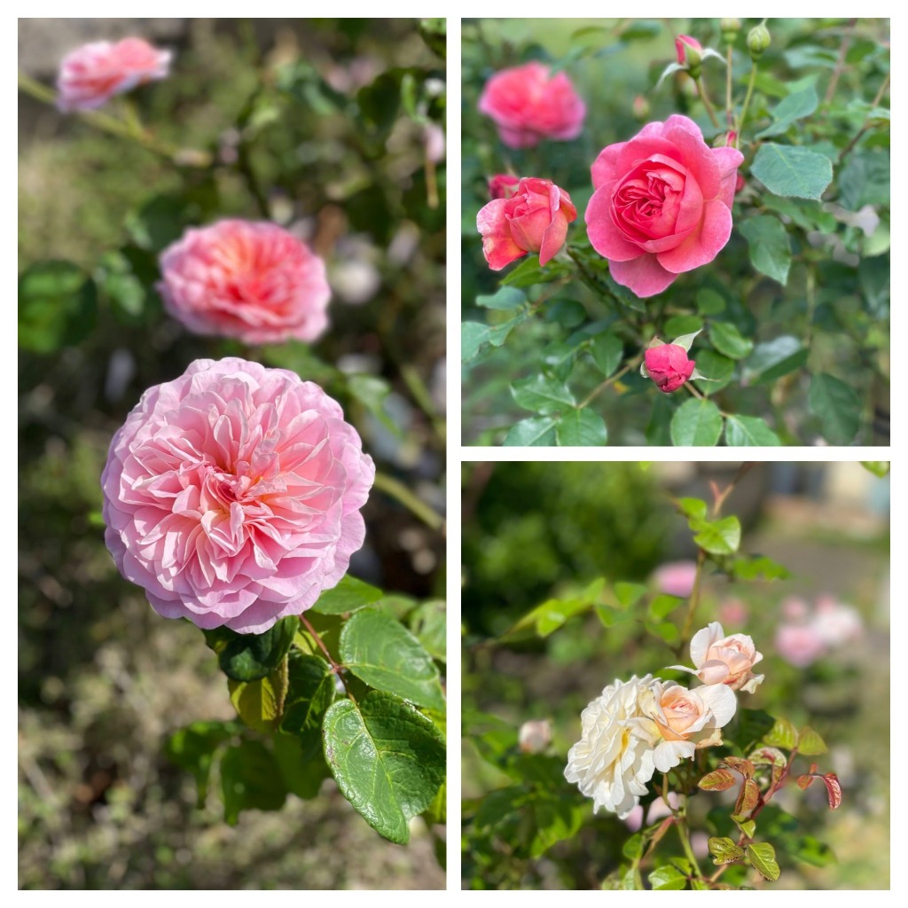 collection of David Austin roses: from top right: Boscobel, Emily Bronte and Eustacia Vye