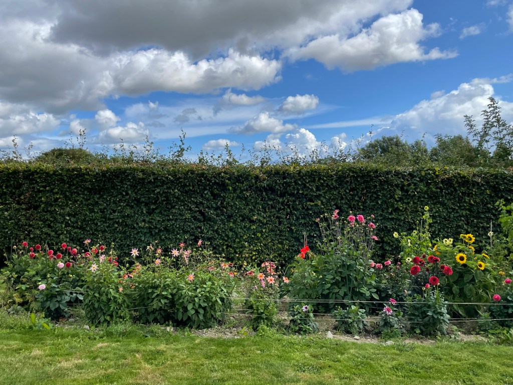View of the cutting garden with dahlias, gladiolus, and sunflowers