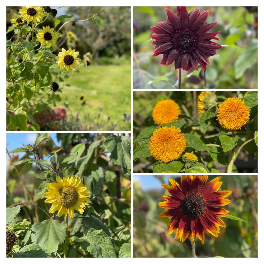 sunflowers from the garden - chocolate, orange, rust and yellow and all yellow.