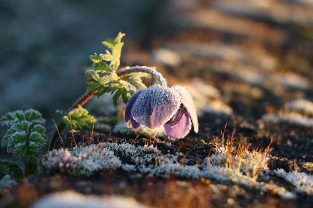 a frozen purple anemone bent over in the frost