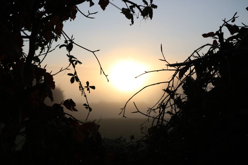 Early morning sun burning through fog, as seen through a break in the beech hedges.