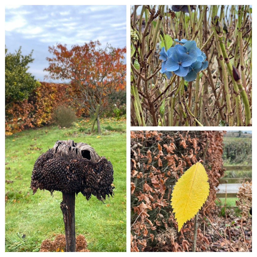 collage of a dried sunflower plant with lots of black seeds and a cherry tree in the background with orange leaves, a small blue hydrangea flower, and final picture is of a single yellow leaf of a hydrangea plant next to a brown beech hedge.