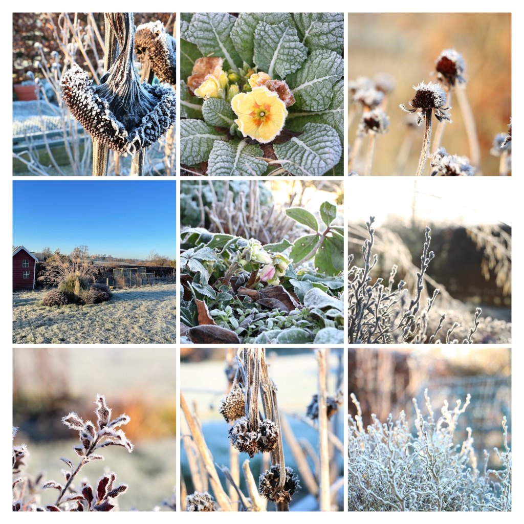 Collage of frozen images from the garden: sunflower, prim-rose, rudbeckia, ornamental grass, hellebore, pittosporum, and contorted hazel.